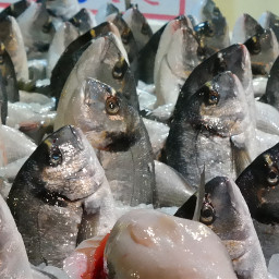 fish ice market athen greece