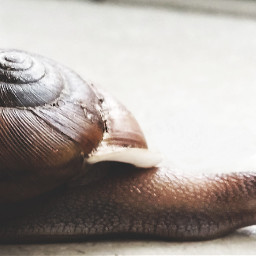 slow steady wins race snail