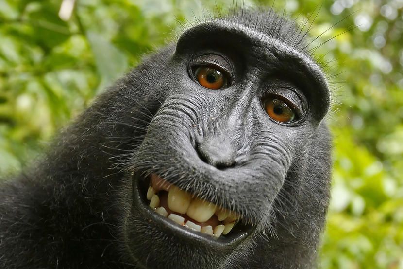 monkey images 