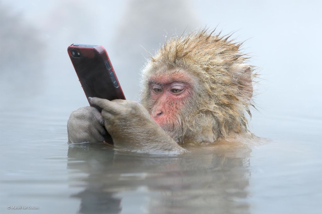 monkey photo