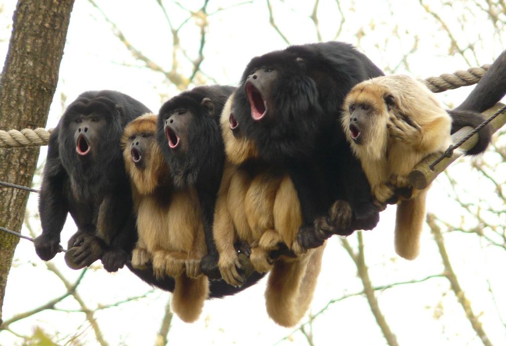 monkey choir