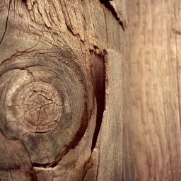 photography wood bois