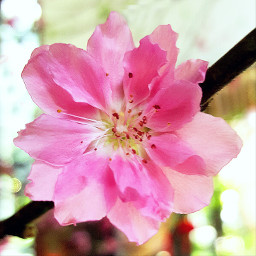 plumblossom flower