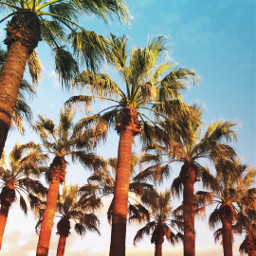 sunset palmtrees gradient