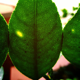 photography leaf green nature