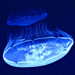 pcshadesofblue shadesofblue wppzoo jellyfish blue pcseacreatures pctheblueisee theblueisee